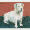 Sealyham Terrier - weaning puppies.