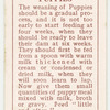 Sealyham Terrier - weaning puppies.