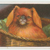 Pekingese - docking.