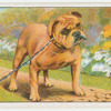 Bulldog - distemper.