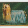 Yorkshire Terrier - popular fallacies about dogs.