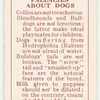 Yorkshire Terrier - popular fallacies about dogs.