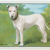 Bull Terrier - training.