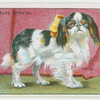Prince Charles Spaniel - washing.