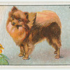 Pomeranian - grooming.