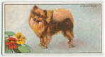 Pomeranian - grooming.