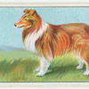 Collie - exercise.