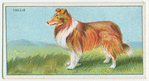 Collie - exercise.