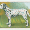 Dalmatian - how to cut a dog's nails.
