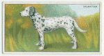 Dalmatian - how to cut a dog's nails.
