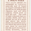 Dalmatian - how to cut a dog's nails.