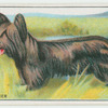 Skye Terrier - don'ts.