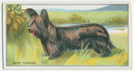 Skye Terrier - don'ts.