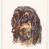 Afghan Hound.