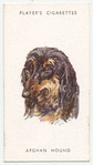 Afghan Hound.