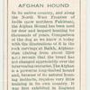 Afghan Hound.