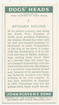 Afghan Hound.