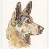 Alsation (German Shepherd Dog).