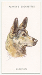 Alsation (German Shepherd Dog).