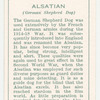 Alsation (German Shepherd Dog).