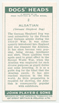 Alsation (German Shepherd Dog).