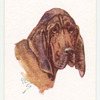 Bloodhound.