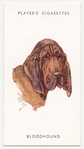 Bloodhound.