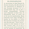 Bloodhound.