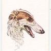 Borzoi.