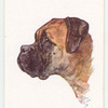 Boxer.