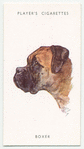 Boxer.