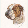Bulldog.