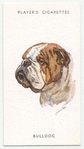 Bulldog.