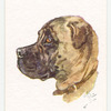 Bull Mastiff.