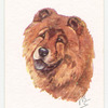 Chow Chow.
