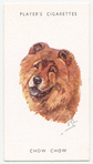 Chow Chow.