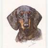 Dachshund.