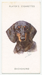 Dachshund.