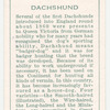Dachshund.