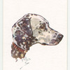 Dalmatian.