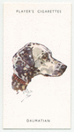 Dalmatian.
