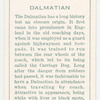 Dalmatian.