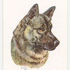 Elkhound.