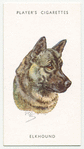 Elkhound.