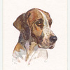 Foxhound.
