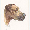 Great Dane.