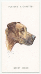 Great Dane.