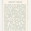 Great Dane.