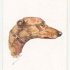 Greyhound.