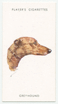 Greyhound.